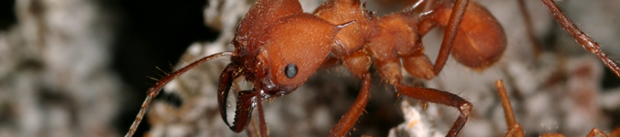 research-banner-mikheyev-ants-2-679x150